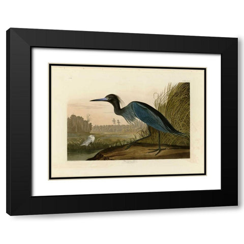 Blue Crane or Heron Black Modern Wood Framed Art Print with Double Matting by Audubon, John James