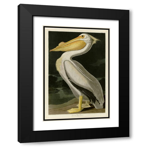 American White Pelican Black Modern Wood Framed Art Print with Double Matting by Audubon, John James