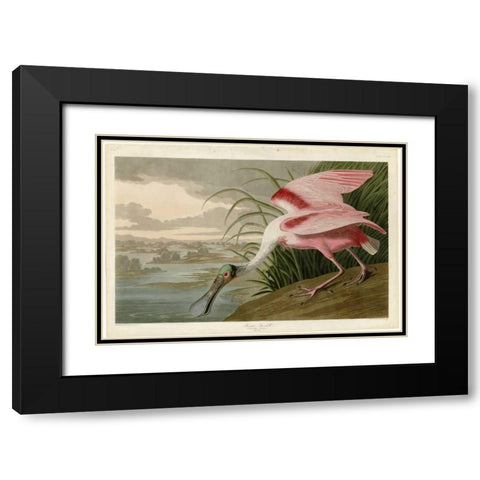 Roseate Spoonbill Black Modern Wood Framed Art Print with Double Matting by Audubon, John James