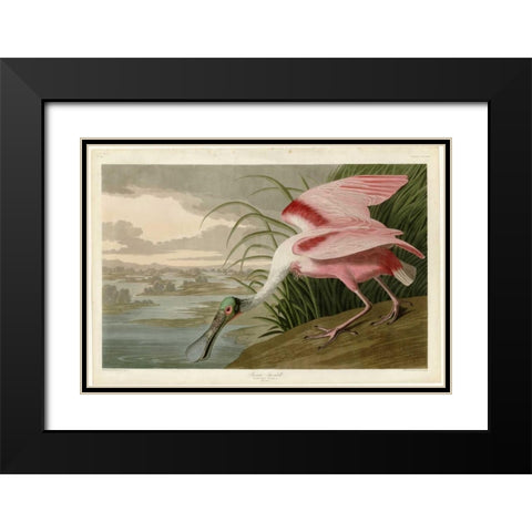 Roseate Spoonbill Black Modern Wood Framed Art Print with Double Matting by Audubon, John James