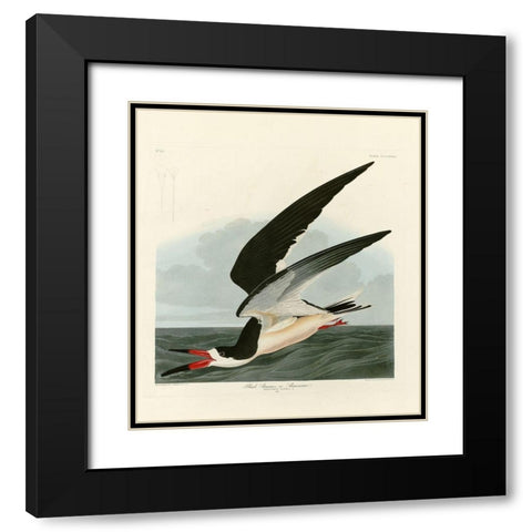 Black Skimmer Black Modern Wood Framed Art Print with Double Matting by Audubon, John James