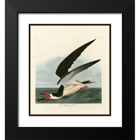 Black Skimmer Black Modern Wood Framed Art Print with Double Matting by Audubon, John James