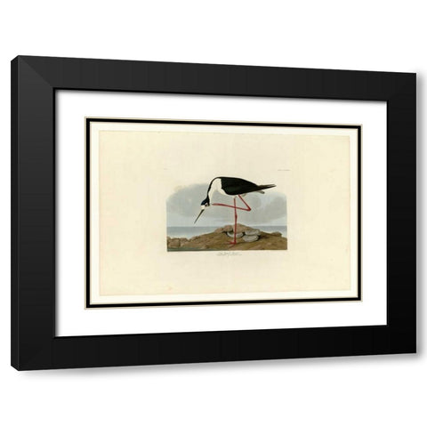 Long Legged Avocet Black Modern Wood Framed Art Print with Double Matting by Audubon, John James