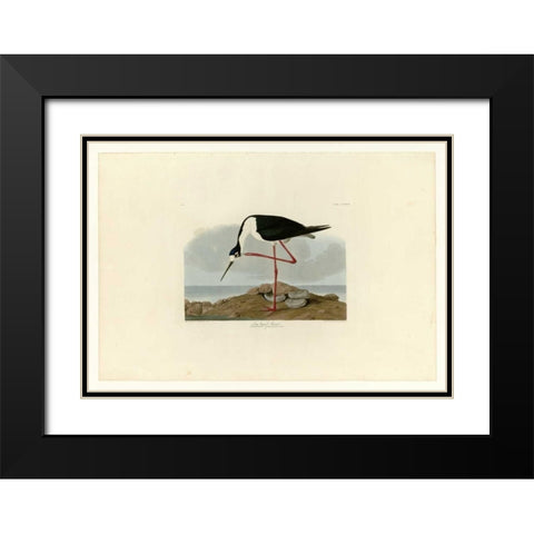 Long Legged Avocet Black Modern Wood Framed Art Print with Double Matting by Audubon, John James