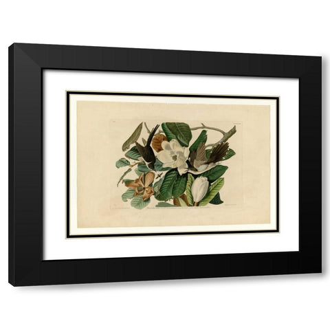 Black Billed Cuckoo Black Modern Wood Framed Art Print with Double Matting by Audubon, John James