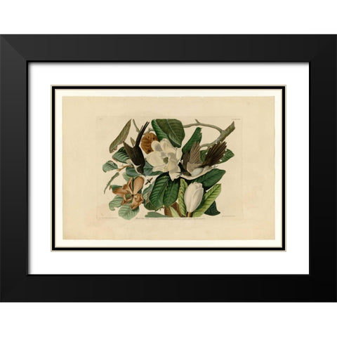Black Billed Cuckoo Black Modern Wood Framed Art Print with Double Matting by Audubon, John James