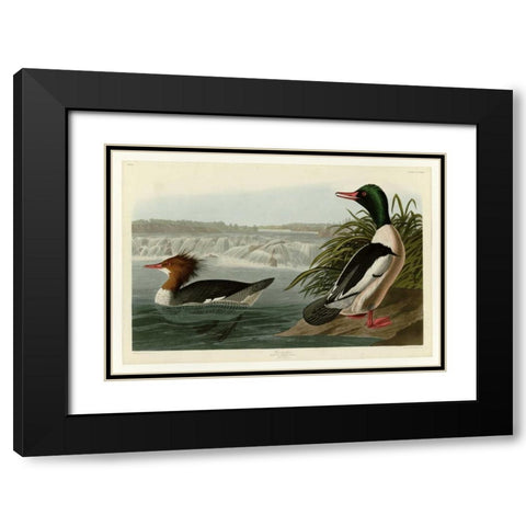 Goosander Black Modern Wood Framed Art Print with Double Matting by Audubon, John James