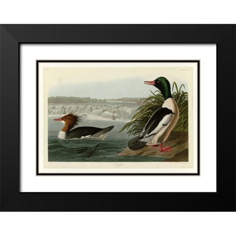 Goosander Black Modern Wood Framed Art Print with Double Matting by Audubon, John James