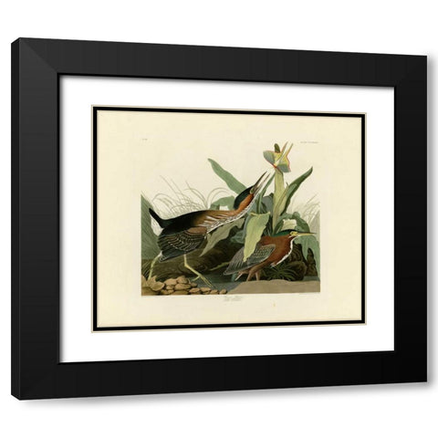 Green Heron Black Modern Wood Framed Art Print with Double Matting by Audubon, John James