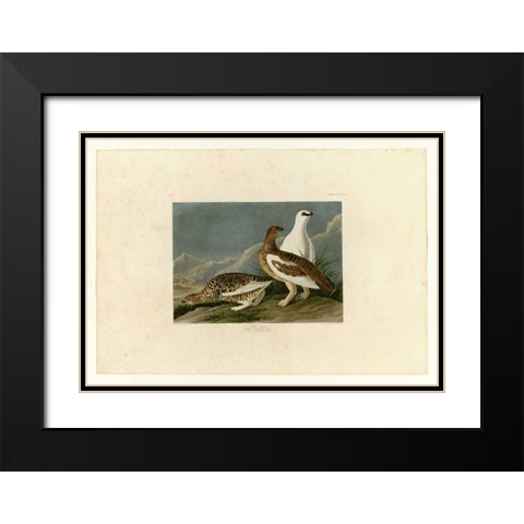 Rock Grouse Black Modern Wood Framed Art Print with Double Matting by Audubon, John James