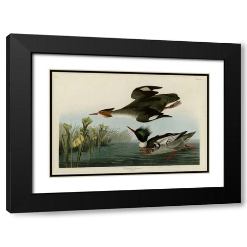 Red Breasted Merganser Black Modern Wood Framed Art Print with Double Matting by Audubon, John James