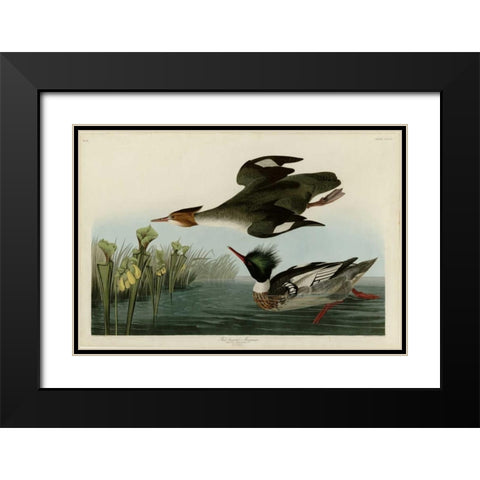 Red Breasted Merganser Black Modern Wood Framed Art Print with Double Matting by Audubon, John James