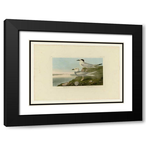 Trudeaus Tern Black Modern Wood Framed Art Print with Double Matting by Audubon, John James