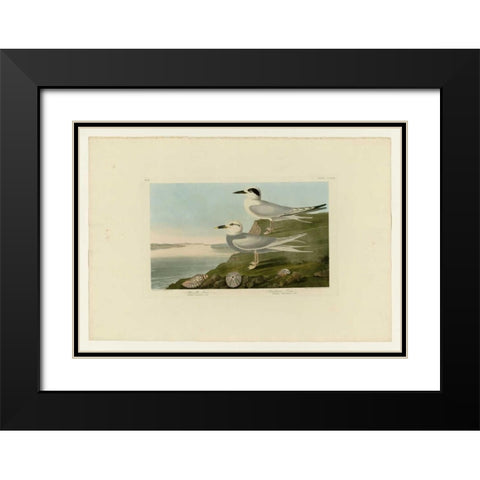 Trudeaus Tern Black Modern Wood Framed Art Print with Double Matting by Audubon, John James
