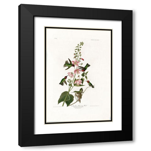 Columbian Humming Bird Black Modern Wood Framed Art Print with Double Matting by Audubon, John James