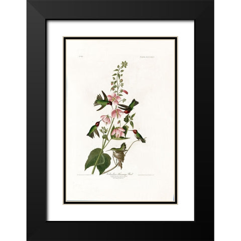 Columbian Humming Bird Black Modern Wood Framed Art Print with Double Matting by Audubon, John James