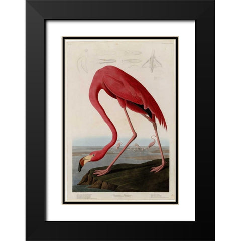 American Flamingo Black Modern Wood Framed Art Print with Double Matting by Audubon, John James