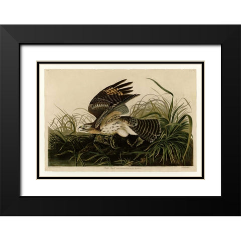 Winter Hawk Black Modern Wood Framed Art Print with Double Matting by Audubon, John James