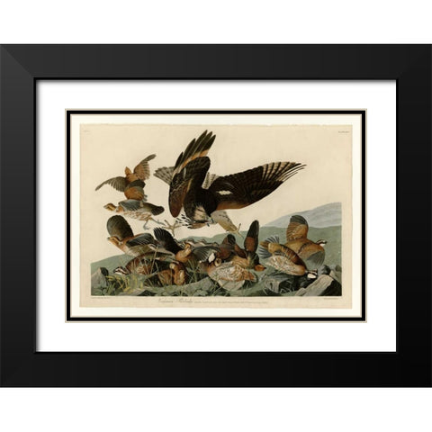 Virginian Partridge Black Modern Wood Framed Art Print with Double Matting by Audubon, John James