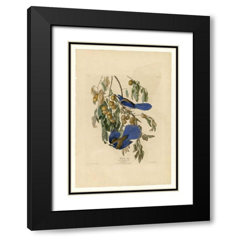 Florida Jay Black Modern Wood Framed Art Print with Double Matting by Audubon, John James