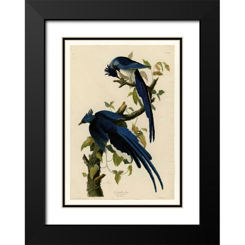 Columbia Jay Black Modern Wood Framed Art Print with Double Matting by Audubon, John James