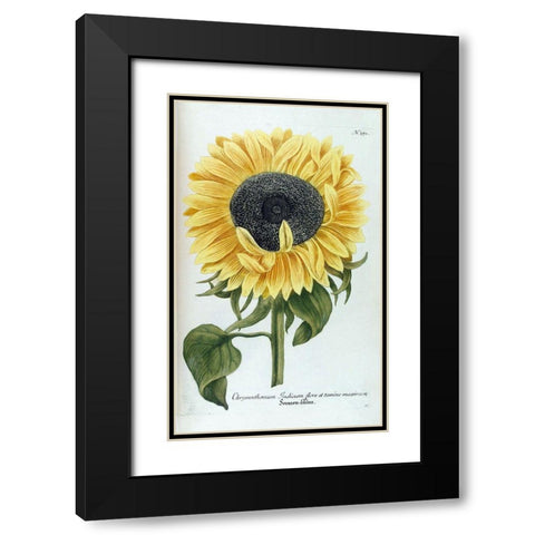 Sunflower - Chrysanthemum Black Modern Wood Framed Art Print with Double Matting by Weinmann, Jacob