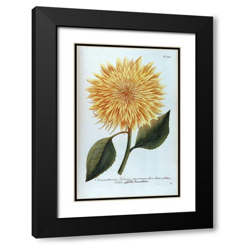 Chrysanthemum Flor Solis Maxi Black Modern Wood Framed Art Print with Double Matting by Weinmann, Jacob