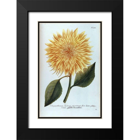 Chrysanthemum Flor Solis Maxi Black Modern Wood Framed Art Print with Double Matting by Weinmann, Jacob