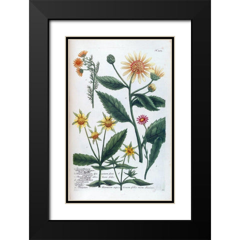 Chrysanthemum Tuberosum Black Modern Wood Framed Art Print with Double Matting by Weinmann, Jacob
