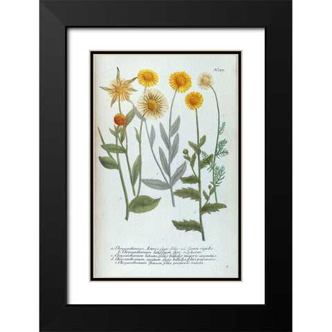 Chrysanthemum Asteris Black Modern Wood Framed Art Print with Double Matting by Weinmann, Jacob