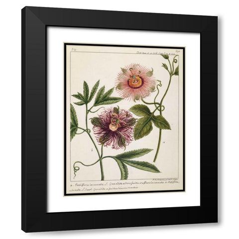 Passiflora Incarnata Black Modern Wood Framed Art Print with Double Matting by Chazelles, Laurent
