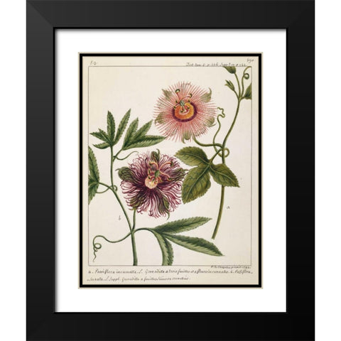 Passiflora Incarnata Black Modern Wood Framed Art Print with Double Matting by Chazelles, Laurent