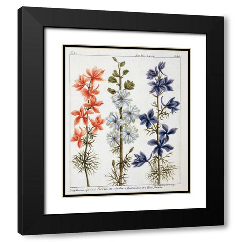Delphinium Ajacis Black Modern Wood Framed Art Print with Double Matting by De Chazelles, Laurent