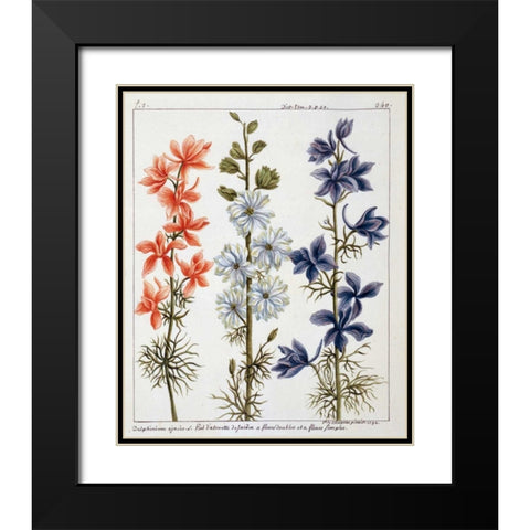 Delphinium Ajacis Black Modern Wood Framed Art Print with Double Matting by De Chazelles, Laurent