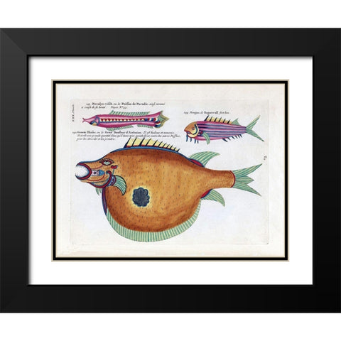 Poisson de Paradis Black Modern Wood Framed Art Print with Double Matting by Renard, Louis