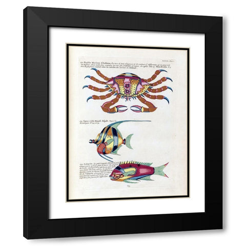 Crabbe Marinne D Amboine Black Modern Wood Framed Art Print with Double Matting by Renard, Louis