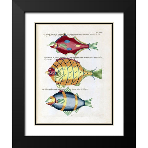 Turbot de la Cote des Puepoes Black Modern Wood Framed Art Print with Double Matting by Renard, Louis