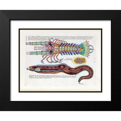 Ecrevisses des Montagnes Black Modern Wood Framed Art Print with Double Matting by Renard, Louis