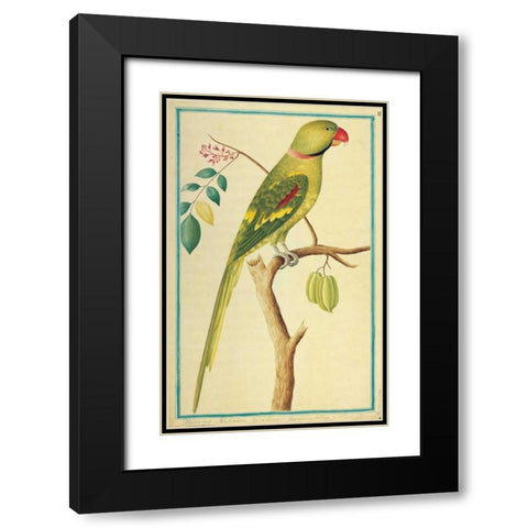 Alexandrine Parakeet, Right facing Black Modern Wood Framed Art Print with Double Matting by De Bevere, Pieter