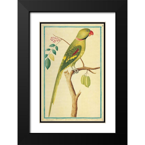 Alexandrine Parakeet, Right facing Black Modern Wood Framed Art Print with Double Matting by De Bevere, Pieter