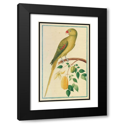 Alexandrine Parakeet. Left facing Black Modern Wood Framed Art Print with Double Matting by De Bevere, Pieter