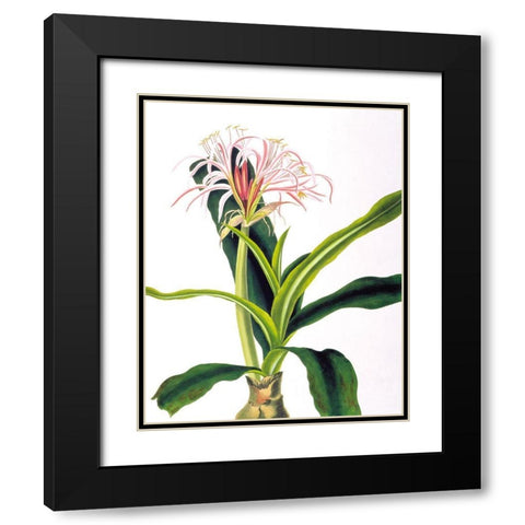 Crinium Hybridum Black Modern Wood Framed Art Print with Double Matting by Bury, Priscilla
