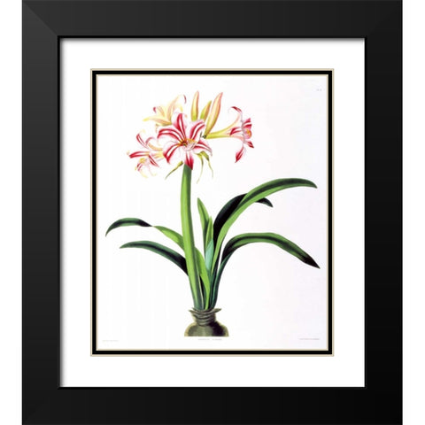 Amarylis Superba Black Modern Wood Framed Art Print with Double Matting by Bury, Priscilla