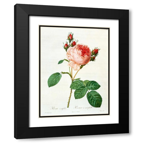 Rose,Centifolia with 100 Petals Black Modern Wood Framed Art Print with Double Matting by RedoutÃ©, Pierre-Joseph