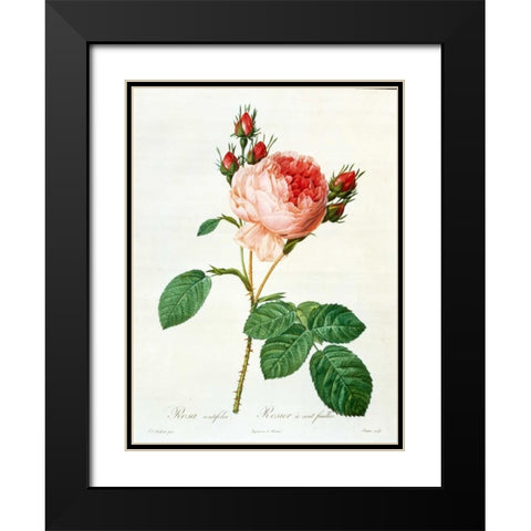 Rose,Centifolia with 100 Petals Black Modern Wood Framed Art Print with Double Matting by RedoutÃ©, Pierre-Joseph