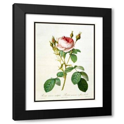 Rose, Muscosa Multiplex Black Modern Wood Framed Art Print with Double Matting by RedoutÃ©, Pierre-Joseph