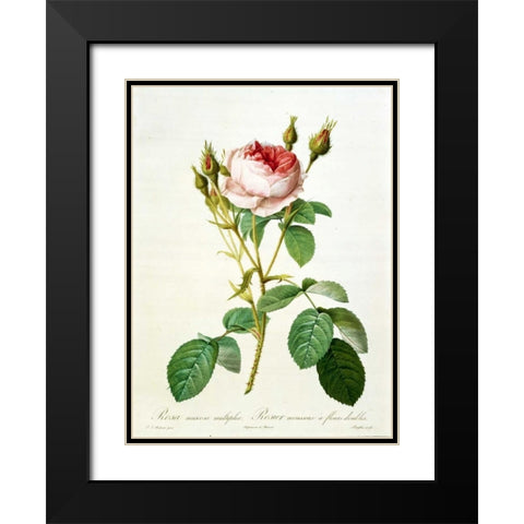 Rose, Muscosa Multiplex Black Modern Wood Framed Art Print with Double Matting by RedoutÃ©, Pierre-Joseph