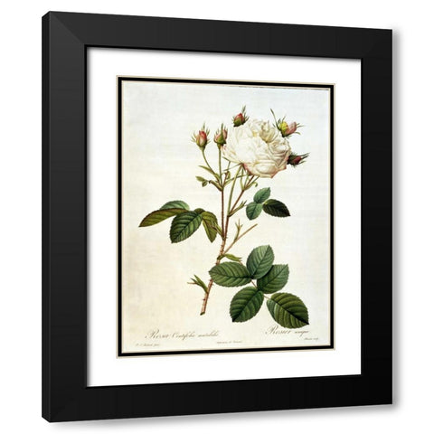 Rosa, Centifolia Mutabilis Black Modern Wood Framed Art Print with Double Matting by RedoutÃ©, Pierre-Joseph