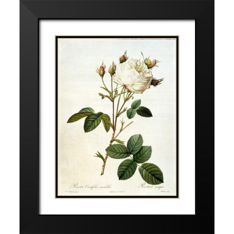 Rosa, Centifolia Mutabilis Black Modern Wood Framed Art Print with Double Matting by RedoutÃ©, Pierre-Joseph