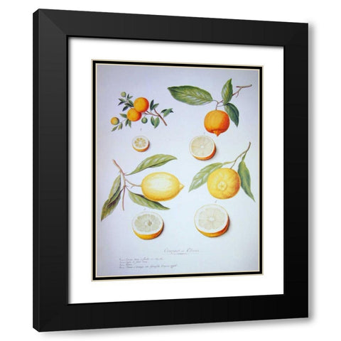 Citrons, Oranges and Lemons Black Modern Wood Framed Art Print with Double Matting by Ledoulx, Pierre